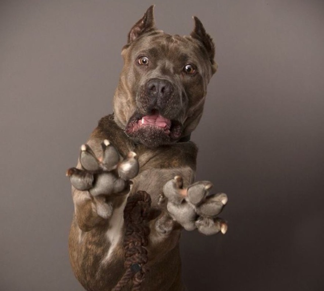 Estos perros son los nuevos gatitos de las redes Estos perros son los nuevos gatitos de las redes
