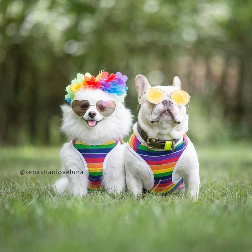 Sebastian y Luna protagonizan una de las historias de amor más cuquis de Instagram Sebastian y Luna protagonizan una de las historias de amor más cuquis de Instagram