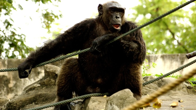 Un mono enloquece durante un espectáculo en un zoo y empieza a tirar caca a los espectadores Un mono enloquece durante un espectáculo en un zoo y empieza a tirar caca a los espectadores