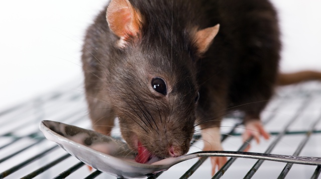 Podrás tomarte un café… ¡rodeado de ratas! Podrás tomarte un café… ¡rodeado de ratas!