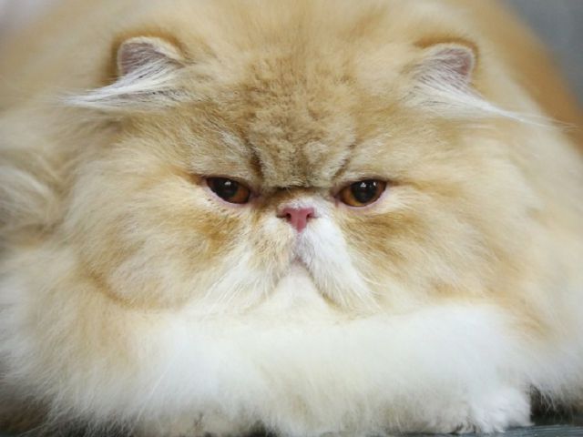 Gatos Gatos