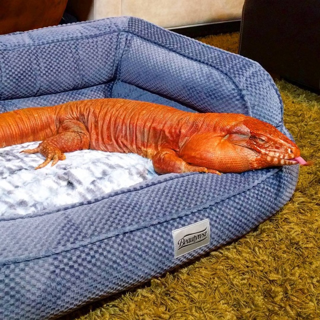 MacGyver, el lagarto que piensa que es un perro MacGyver, el lagarto que piensa que es un perro