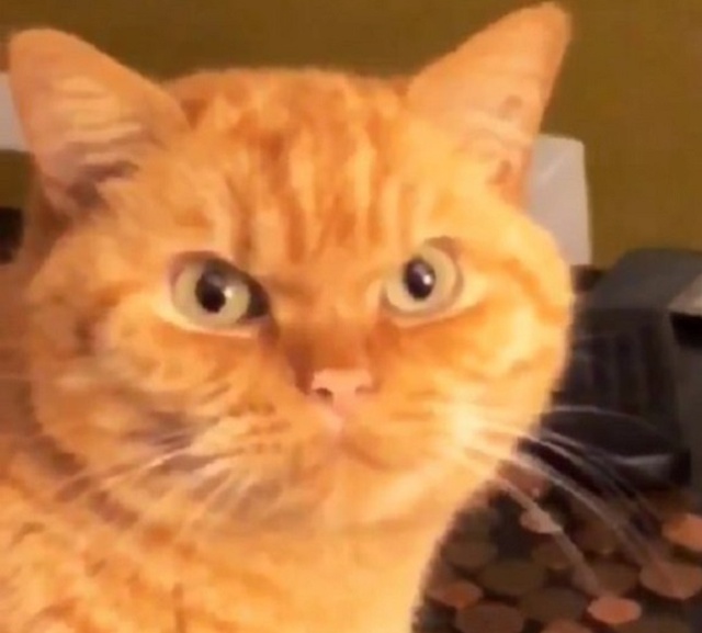 Gato Gato