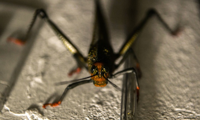 Ya puedes comer insectos en España con la nueva legislación europea Ya puedes comer insectos en España con la nueva legislación europea