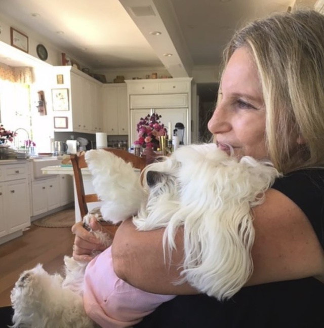 ¿Por qué los perros de Barbra Streissand han podido costar 200.000 euros? ¿Por qué los perros de Barbra Streissand han podido costar 200.000 euros?