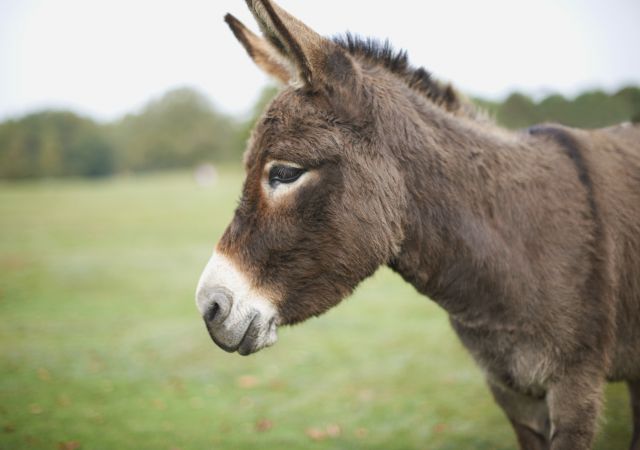 El reencuentro de una burra con su dueño tras el confinamiento del que todo el mundo habla El reencuentro de una burra con su dueño tras el confinamiento del que todo el mundo habla