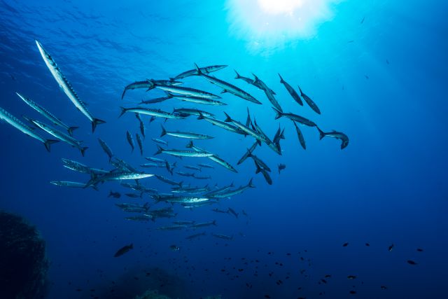 Día Mundial de los Océanos Día Mundial de los Océanos