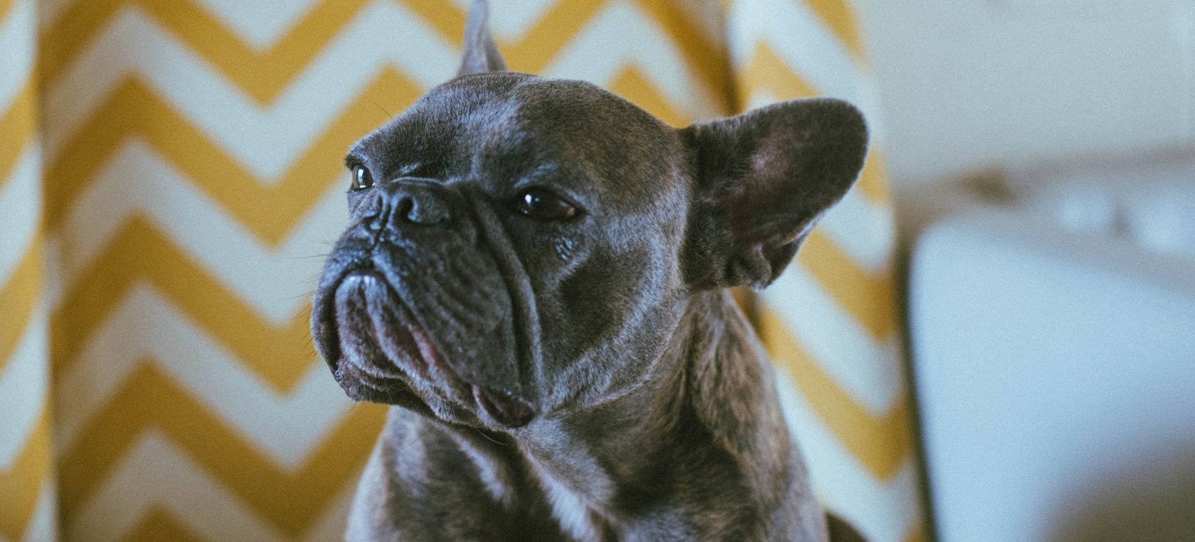 Este perro se ha hecho viral por el desternillante ruido que hace al dormir ¿Es el Pato Donald? Este perro se ha hecho viral por el desternillante ruido que hace al dormir ¿Es el Pato Donald?