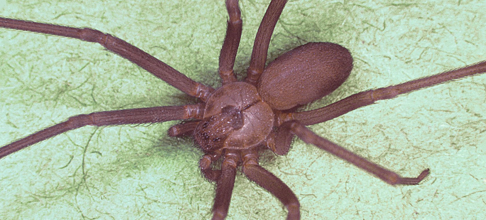 Ibiza picadura araña Ibiza picadura araña
