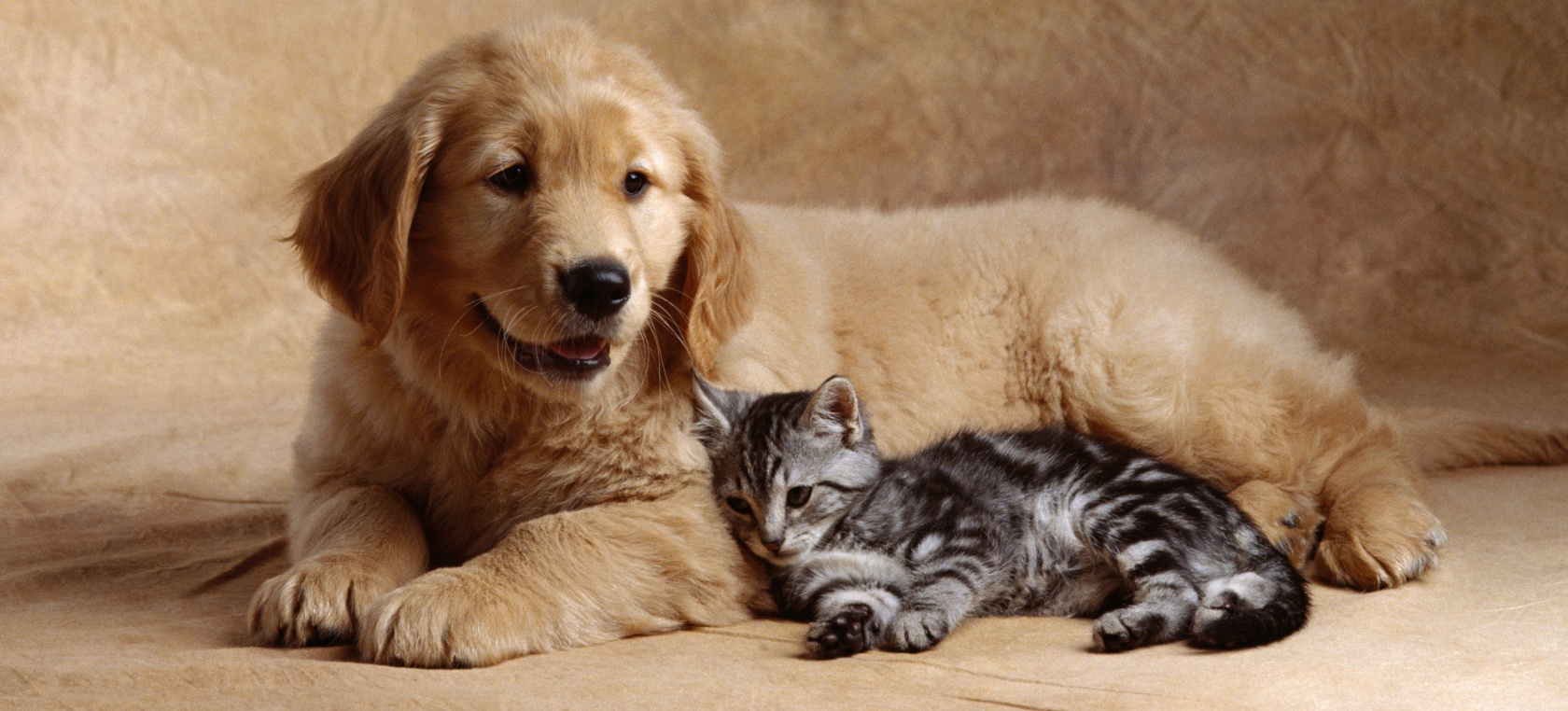 10 trucos para proteger a tu perro o gato del frío 10 trucos para proteger a tu perro o gato del frío