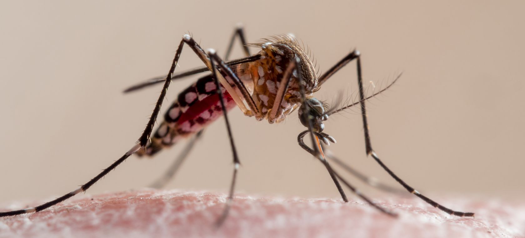 Qué es la zoonosis y por qué deberíamos estar hablando de ella Qué es la zoonosis y por qué deberíamos estar hablando de ella