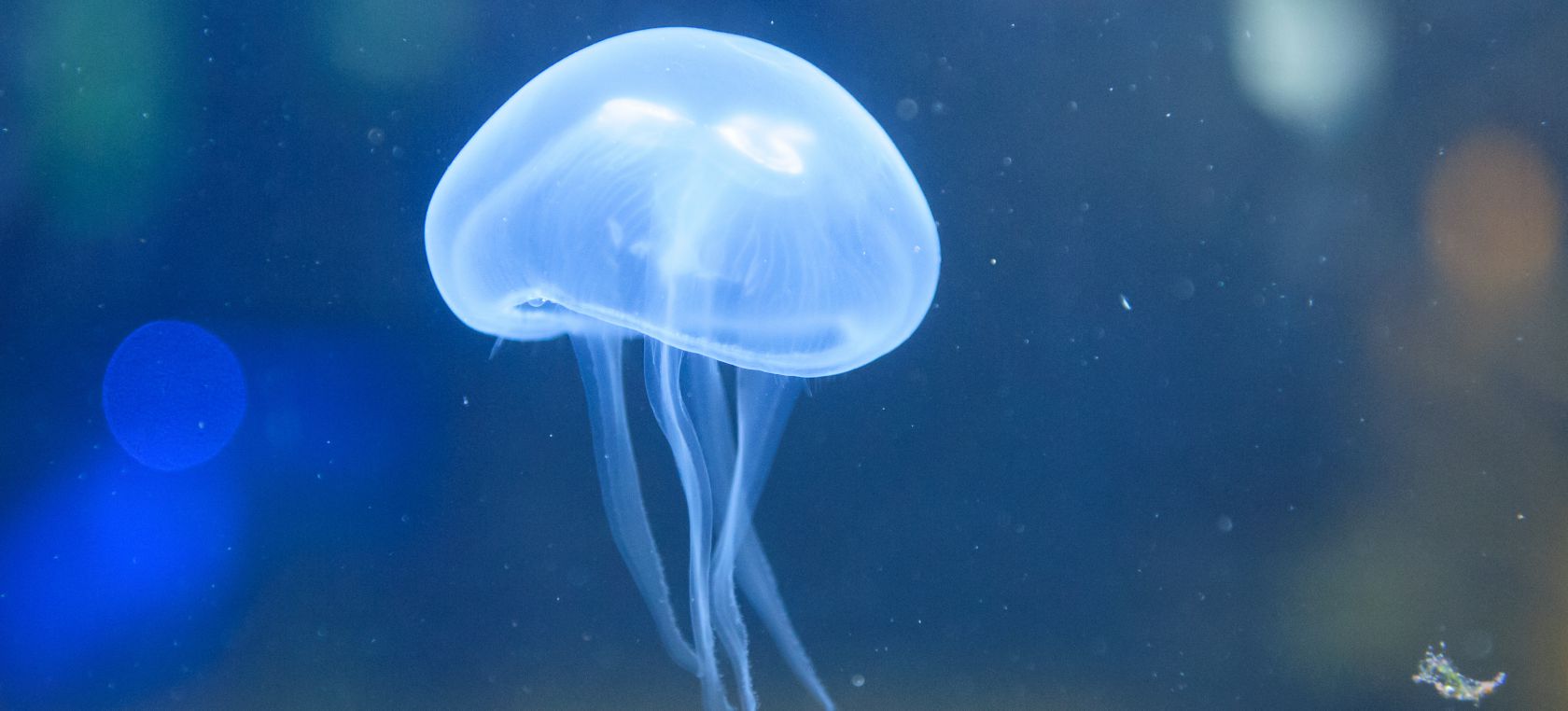 Medusas Medusas