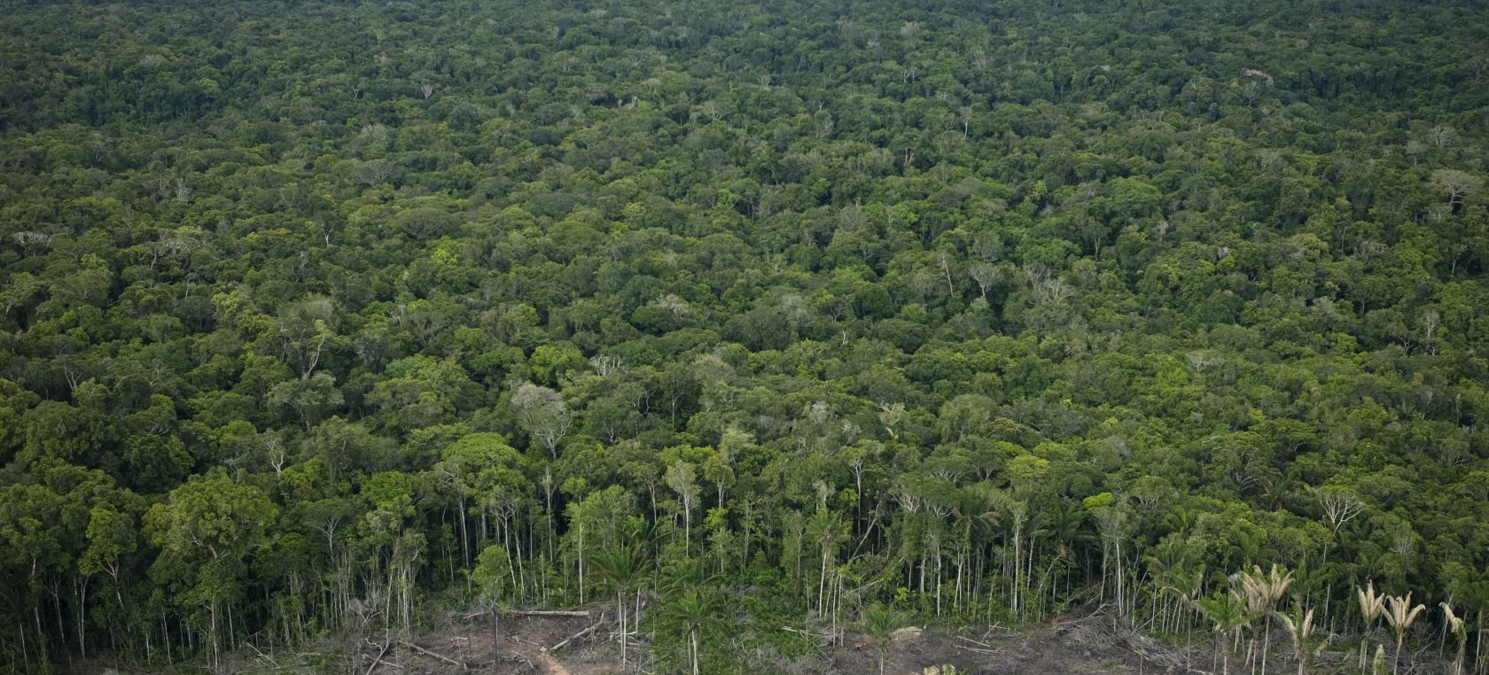 Amazonia Amazonia