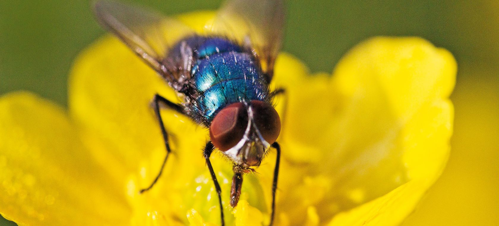 Mosca Mosca