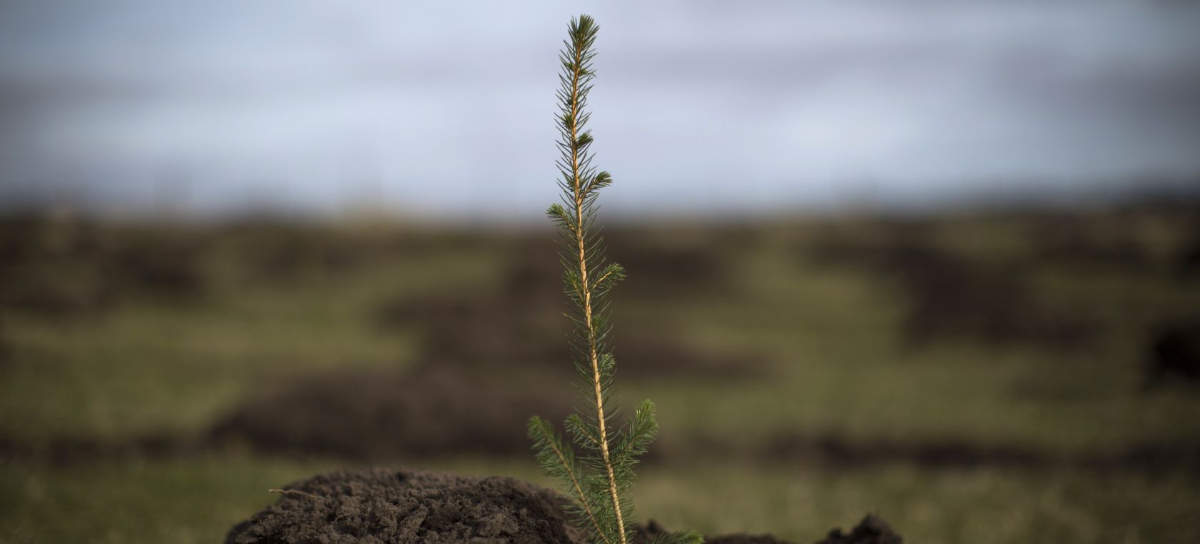 Árbol recién plantado Árbol recién plantado