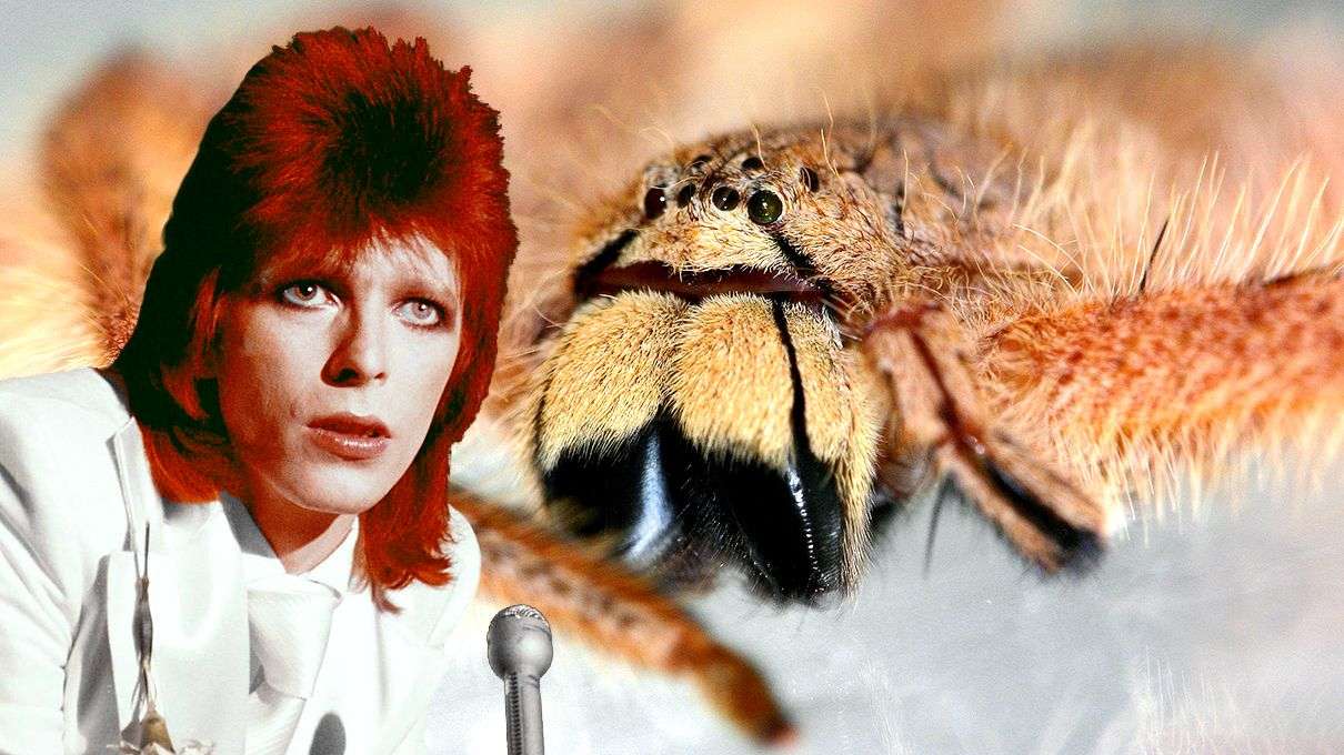 David Bowie es una araña David Bowie es una araña
