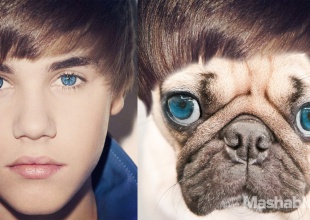 Doug, el perro que quiere ser como Justin Bieber y Taylor Swift