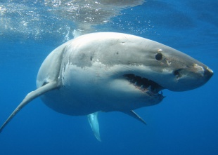 Multados con 6.000 dólares por intentar hacerse un selfie con un tiburón