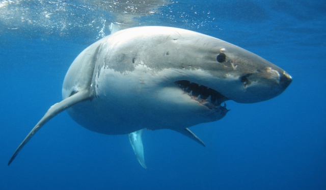 Multados con 6.000 dólares por intentar hacerse un selfie con un tiburón