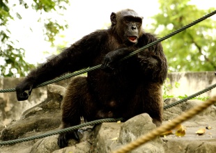 Un mono enloquece durante un espectáculo en un zoo y empieza a tirar caca a los espectadores