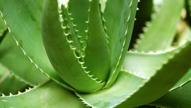 Cree que es Aloe Vera… ¡Y se come una planta venenosa!