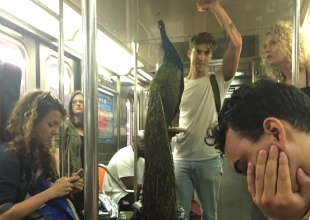 La última locura en el metro: llevar un pavo real de mascota