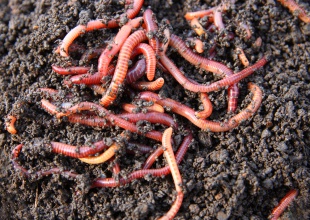 ¿Por qué en un futuro próximo comeremos gusanos?