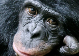 El emotivo último adiós de esta chimpancé a su amigo te hará llorar
