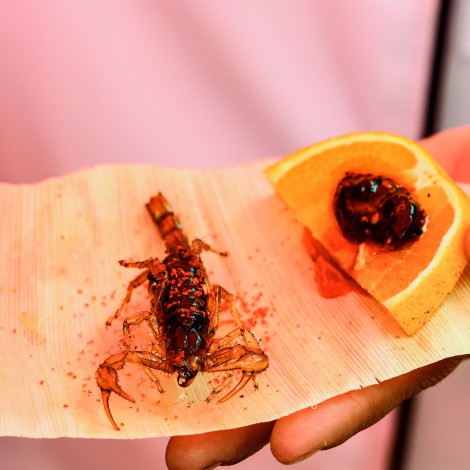 Ya puedes comer insectos en España con la nueva legislación europea