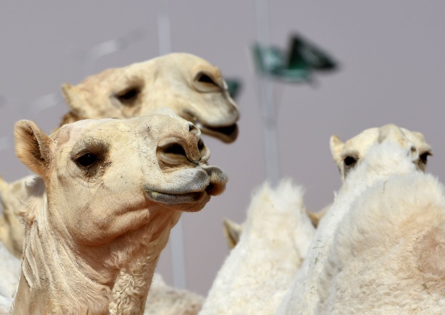 Unos camellos eliminados de un concurso de belleza por abusar del bótox