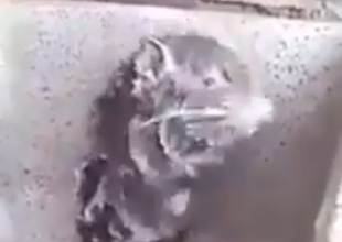La triste realidad tras el vídeo viral de la rata que se 'ducha'