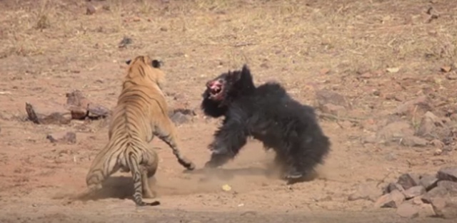 La salvaje pelea a muerte entre un oso y un tigre