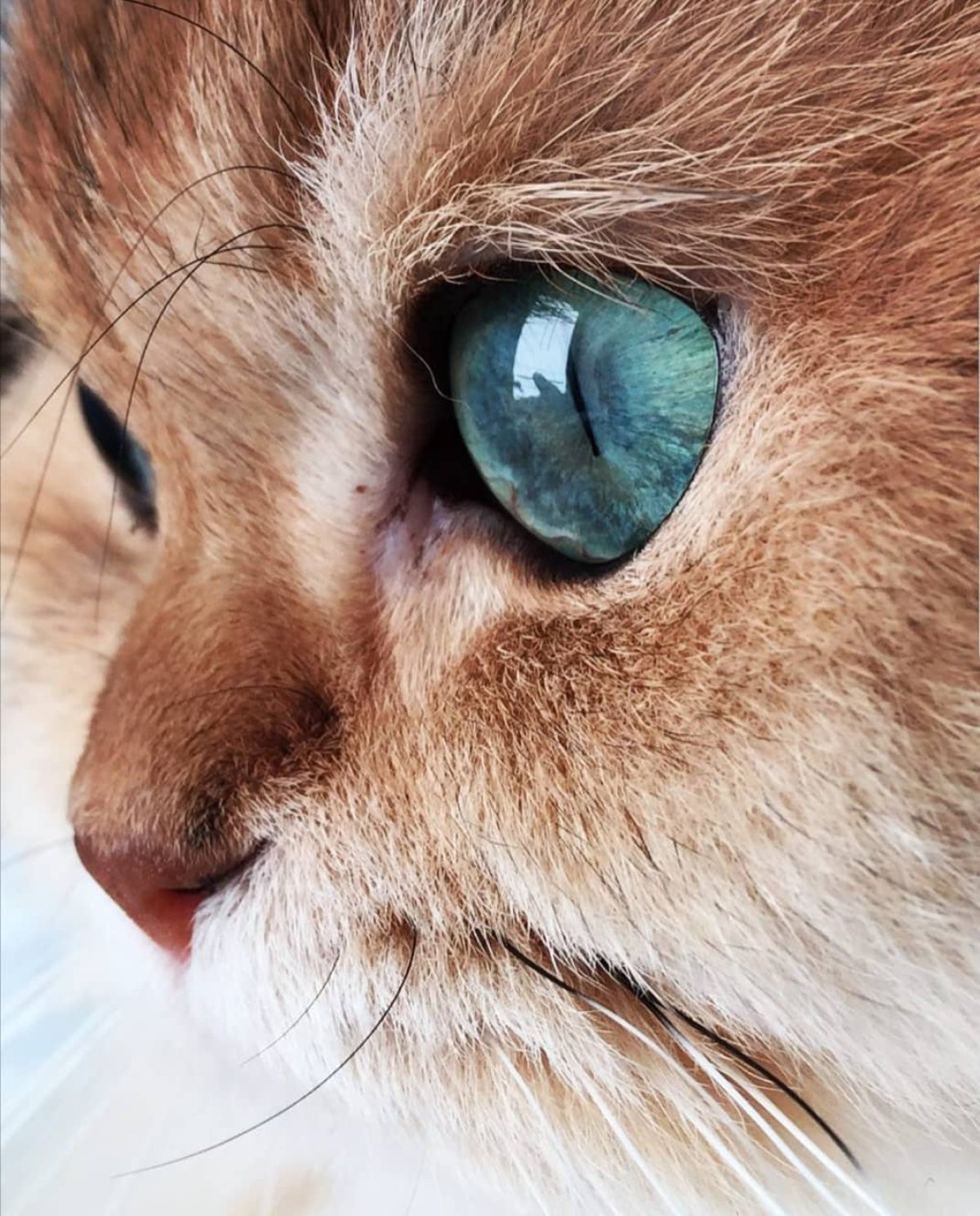 Así es Smoothie, el gato más famoso de Instagram