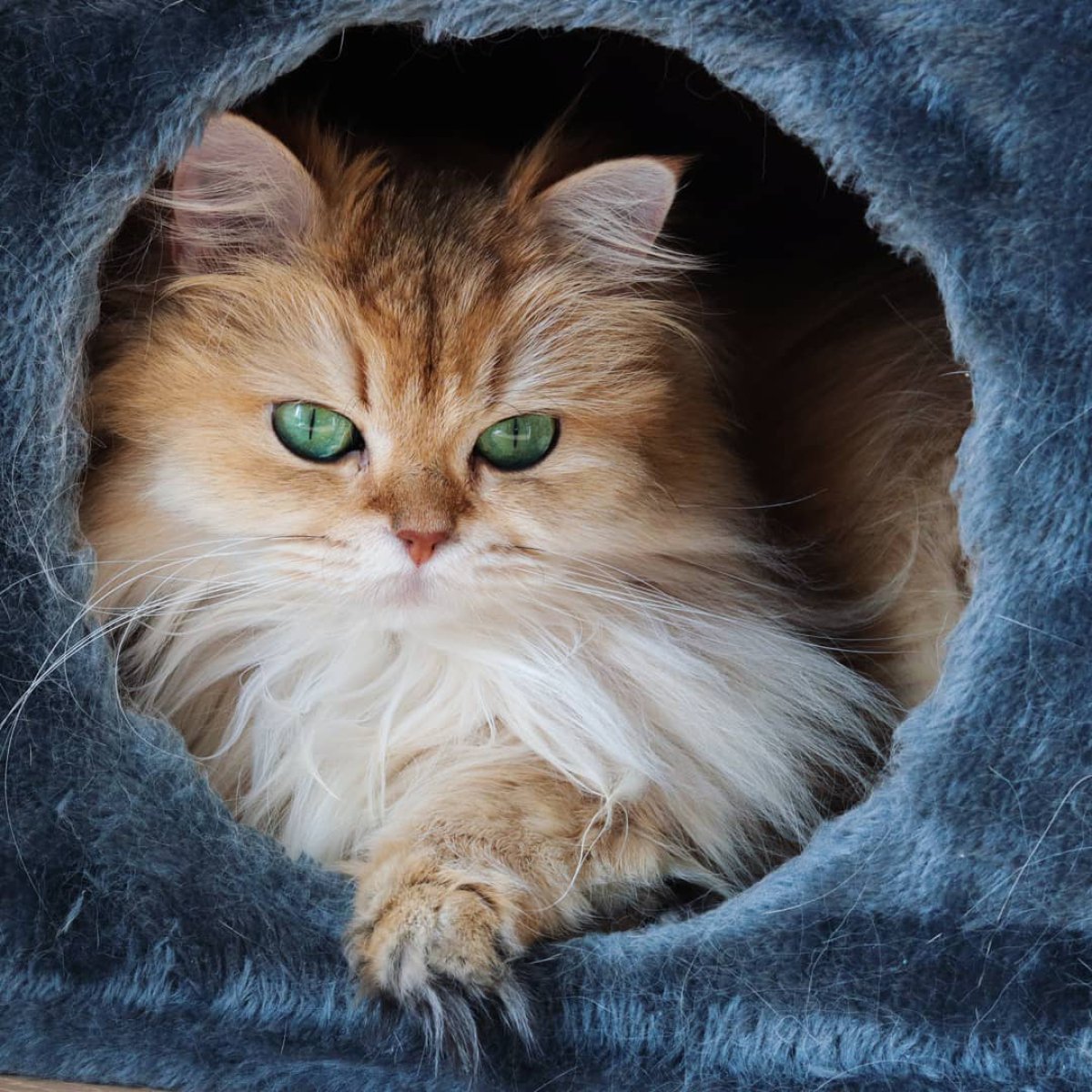 Así es Smoothie, el gato más famoso de Instagram