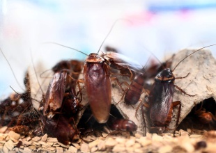 Cómo detener la invasión de cucarachas que viene este verano