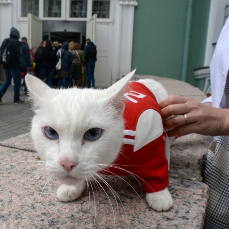 Del pulpo Paul a un gato sordo y una cabra...