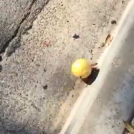Este vídeo de un limón rodando es un fenómeno viral
