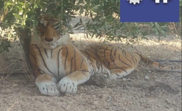 El tigre que aterrorizó a un vecino de Murcia: la historia viral