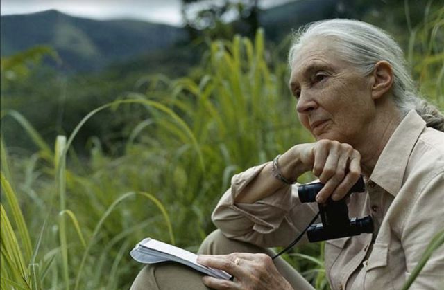 Jane Goodall da voz a la campaña por el Planeta de LOS40 frente a la extinción masiva de animales