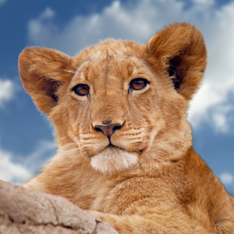 LOS40 celebra el Día Mundial de los Animales