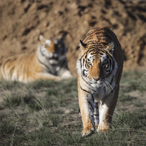 ¿Cuántos tigres ves? El nuevo reto viral que pone a prueba tu agudeza visual