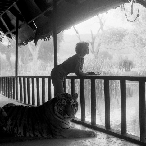 Tippi Hedren, la actriz fetiche de Hitchcock que vive con 13 tigres y leones y tuvo 60 gatos