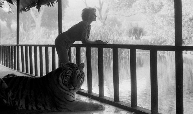Tippi Hedren actriz Hitchcock tigres, leones y gatos