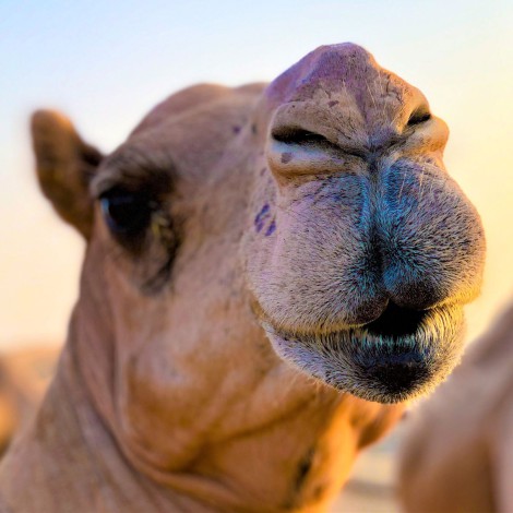 El camello que te chiva los descuentos de Amazon