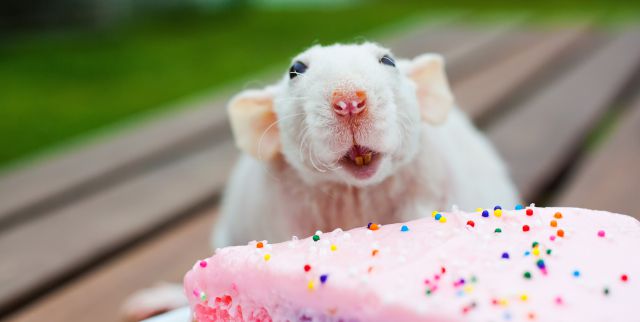 ¿Sabías que las primeras paellas se hacían con rata?
