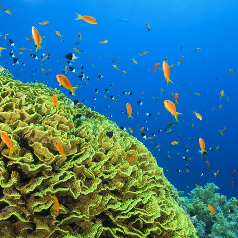 10 cosas que puedes hacer para cuidar de los océanos