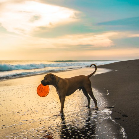 Todas las playas para perros de España a las que podrás ir este verano con tu mascota
