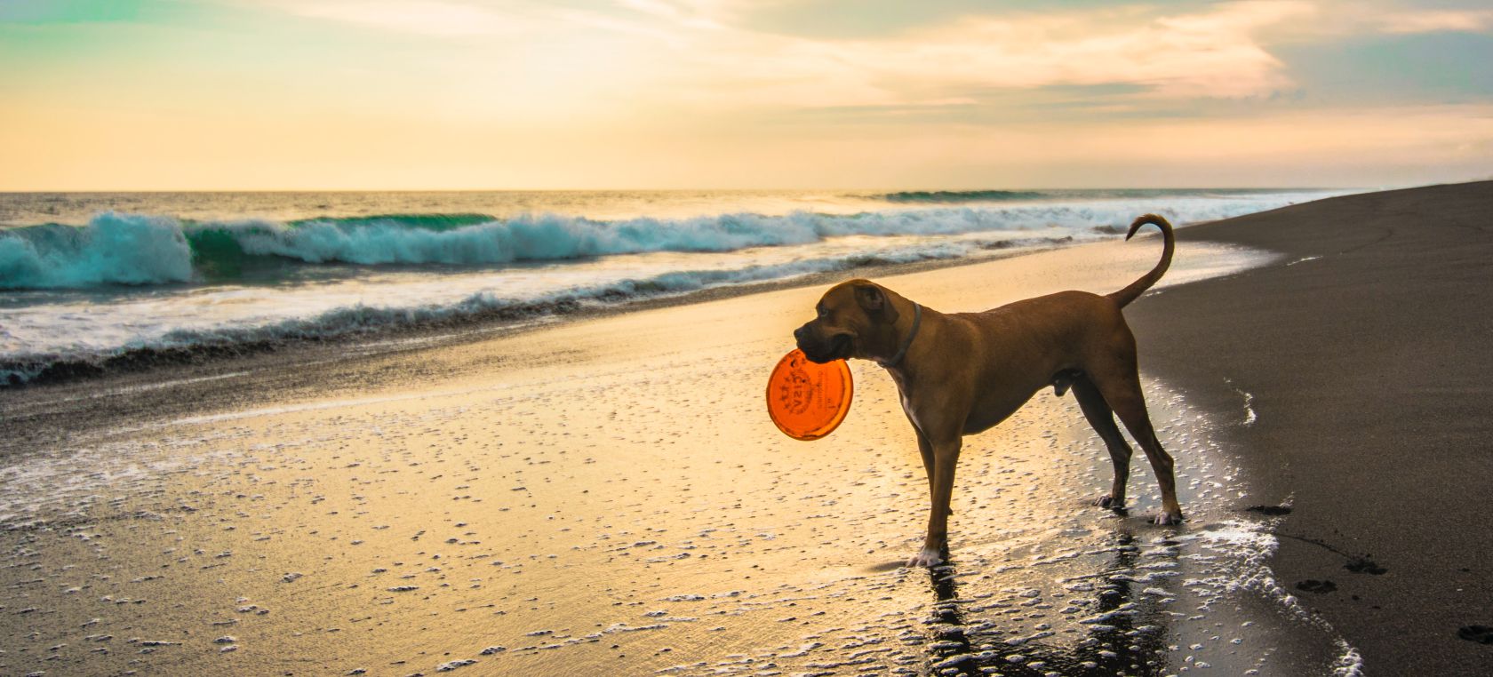 Todas las playas para perros de España a las que podrás ir este verano con tu mascota