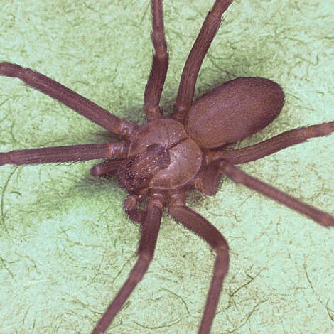 Un joven pierde dos dedos por la picadura de una araña en Ibiza