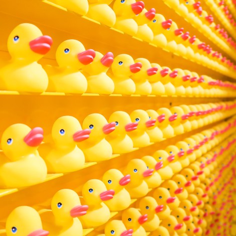 ¿Puedes encontrar al pollo entre los patos? ¡Atrévete con este reto visual!